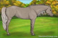 Horse Color:Silver Grullo Roan 