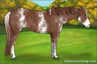 Horse Color:White Spotted Chestnut Sabino