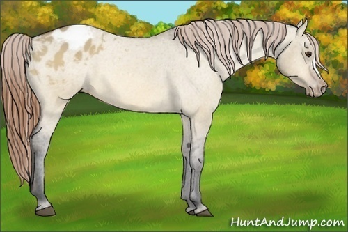 Horse Color:Buckskin Dun Varnish