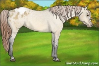 Horse Color:Buckskin Dun Varnish