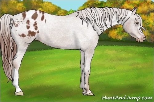 Horse Color:Chestnut Appaloosa
