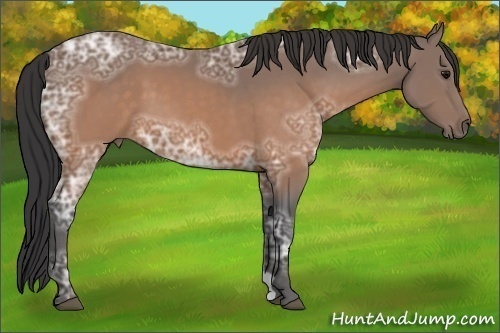 Horse Color:Buckskin Ice 
