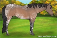 Horse Color:Buckskin Ice 
