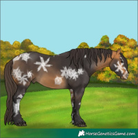 Horse Color:Buckskin Ice 