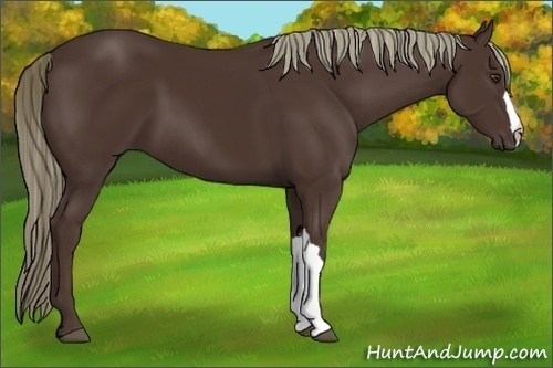 Horse Color:Liver Chestnut