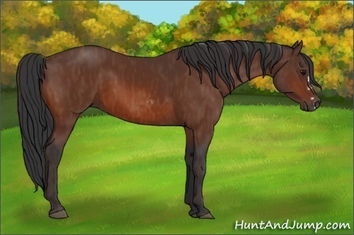 Horse Color:Bay Splash Frame Brindle