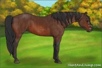 Horse Color:Bay Splash Frame  Brindle