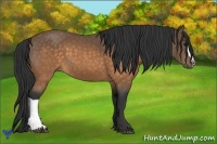 Horse Color:Buckskin 