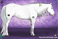 Horse Color:Watercolor Buckskin Splash Appaloosa 