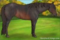 Horse Color:Brown Rabicano Brindle