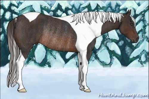 Horse Color:Brown Tobiano Rabicano Brindle