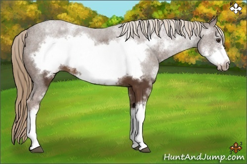 Horse Color:White Spotted Liver Chestnut Frame