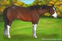 Horse Color:Bay Splash 