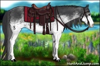 Horse Color:White Spotted Black