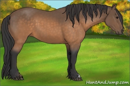 Horse Color:Buckskin 