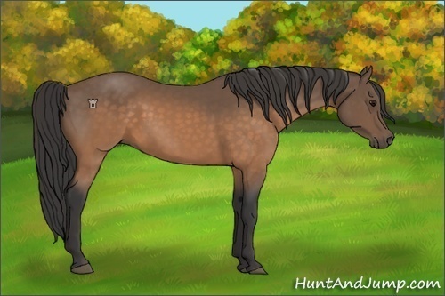 Horse Color:Buckskin