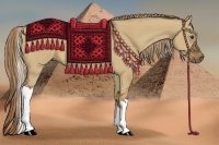 Horse Color:Red Dun Tobiano