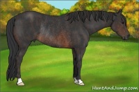 Horse Color:Brown Rabicano  Brindle