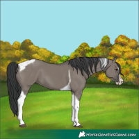 Horse Color:Grullo Splash Tobiano 