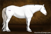 Horse Color:Liver Chestnut Frame Appaloosa 