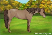 Horse Color:Classic Champagne 