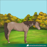 Horse Color:Classic Champagne