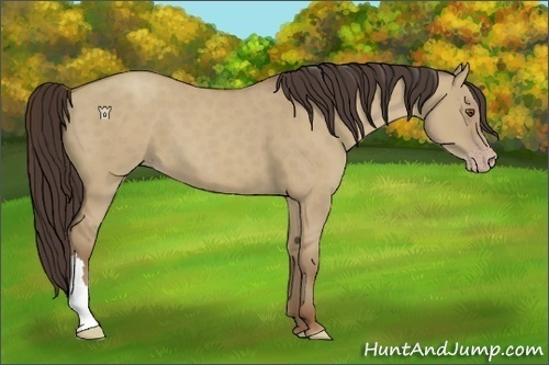 Horse Color:Classic Champagne Dun 