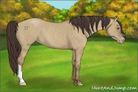 Horse Color:Classic Champagne Dun 