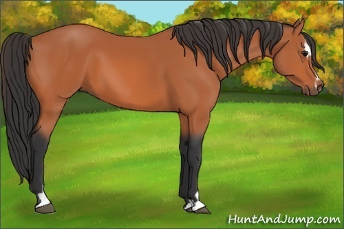 Horse Color:Bay Sabino