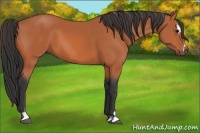Horse Color:Bay Sabino 