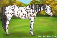 Horse Color:Bay Appaloosa 