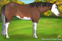 Horse Color:Bay Splash 