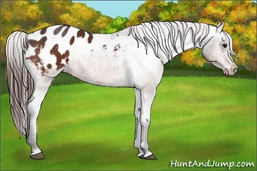 Horse Color:Bay Appaloosa 