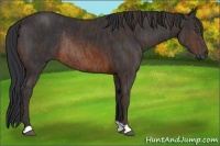 Horse Color:Brown Rabicano Brindle