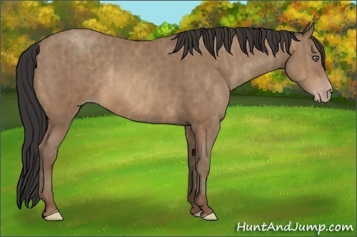 Horse Color:Sable Champagne Rabicano  Brindle