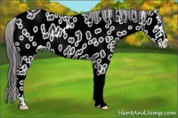 Horse Color:Black Appaloosa