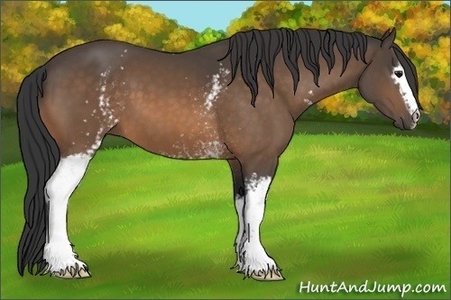Horse Color:White Spotted Buckskin