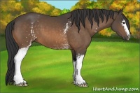 Horse Color:White Spotted Buckskin 