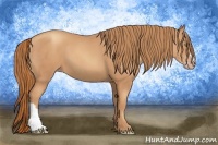 Horse Color:Gold Champagne