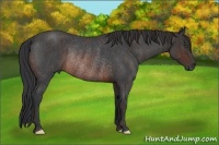 Horse Color:Brown Roan Rabicano  Brindle