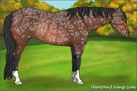 Horse Color:Bay Ice Rabicano