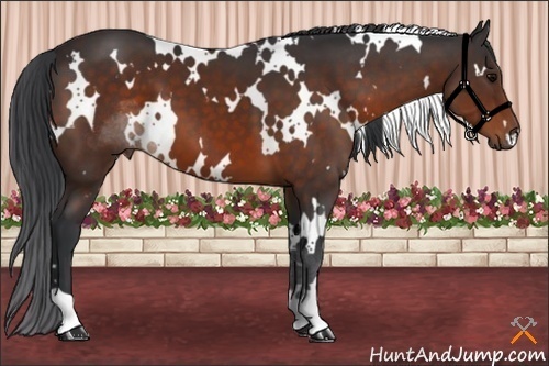 Horse Color:White Spotted Bay