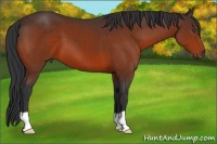 Horse Color:Bay 