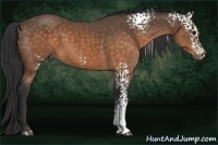 Horse Color:White Spotted Buckskin Sabino 