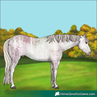 Horse Color:Silver Grullo Ice