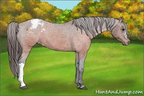 Horse Color:Brown Appaloosa 