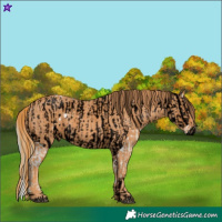 Horse Color:ERROR: UNKNOWN ANOMALY Brindle