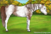 Horse Color:White Spotted Chestnut Splash 