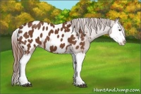 Horse Color:Chestnut Splash Appaloosa 