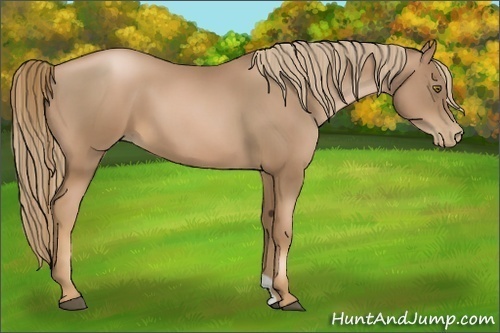 Horse Color:Liver Chestnut Pearl
